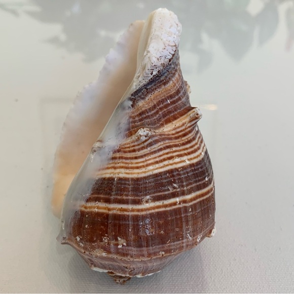 Striped Florida King Crown Conch Shell Melongena Corona Brown White Seashells 4" - Picture 8 of 12